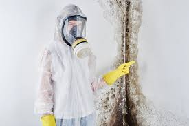 Why You Should Choose Our Mold Remediation Services in Cibolo, TX